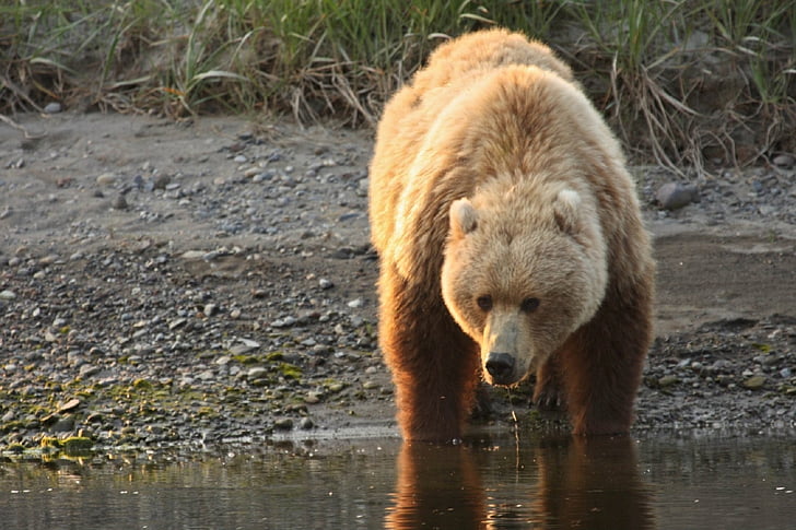 bear drinking water