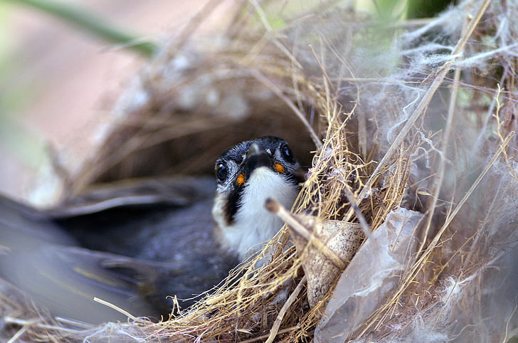 black and white bird in nest