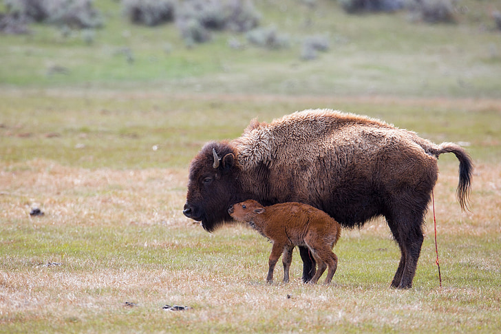 wildlife photography of b lack bison and calf