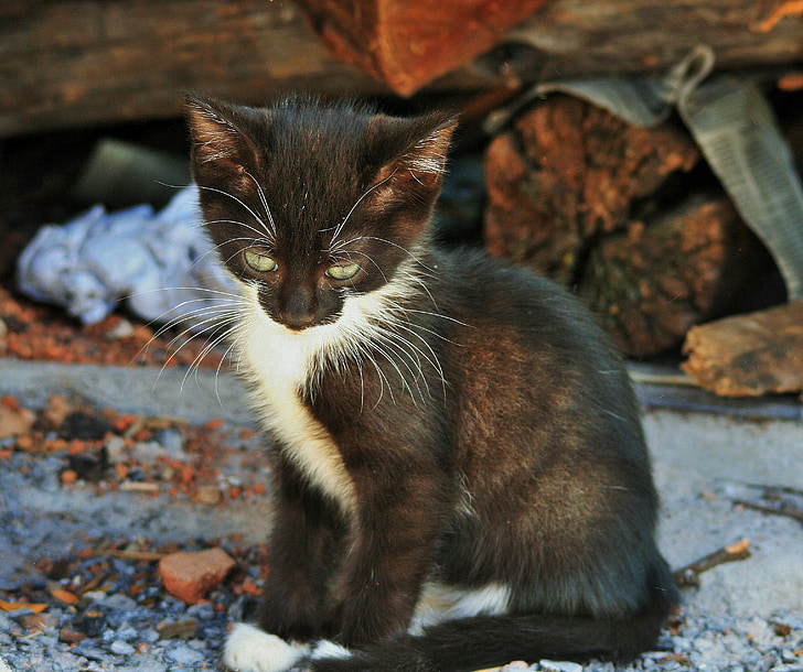 tuxido kitten near log
