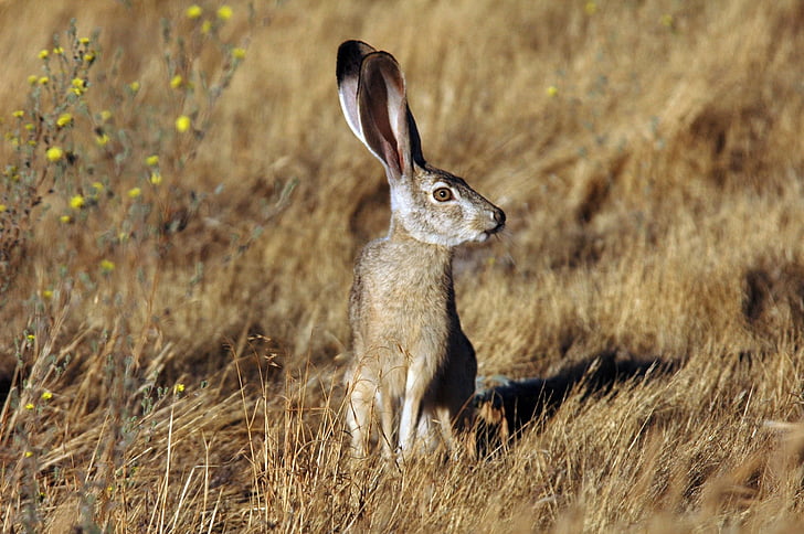 gray rabbit on brown grass field during daytime