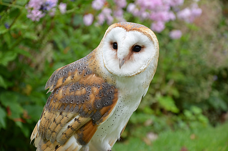 brown and white owl at daytime