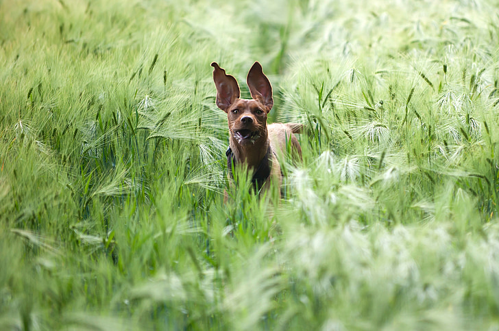 short-coated tan dog walking on grass at daytime