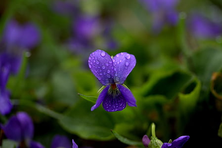 macro photography of purple violet flowers