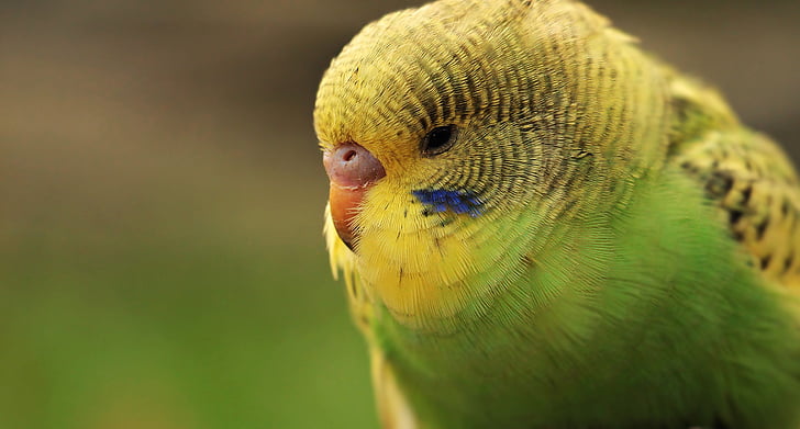 green and yellow parakeet