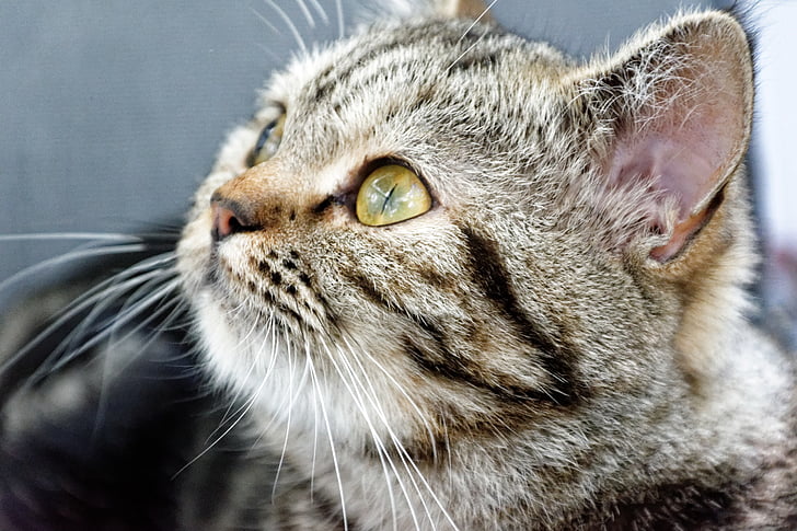 shallow focus photography of silver Tabby kitten