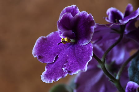 macro photography of purple orchid flower