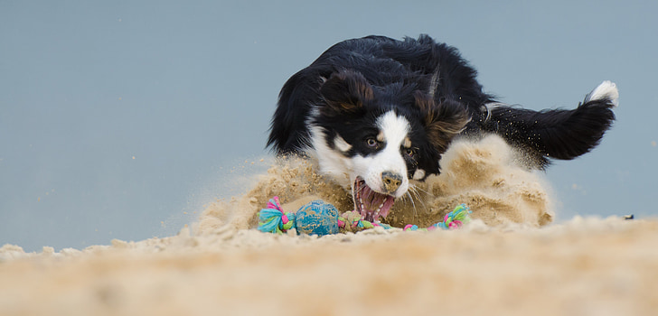 adult black and white border collie playing on sand at daytime