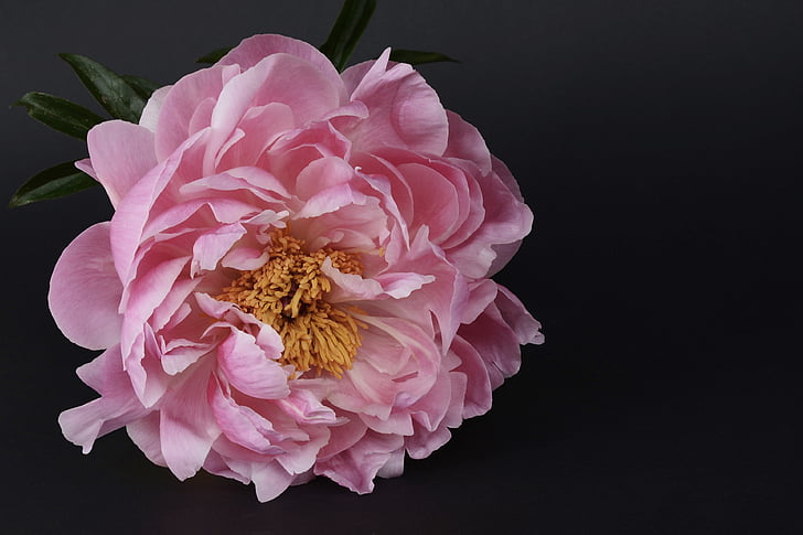 pink peony in close up photography