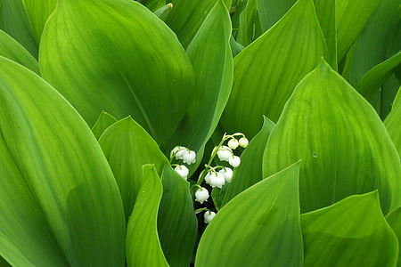 green leaf plant with white flowers