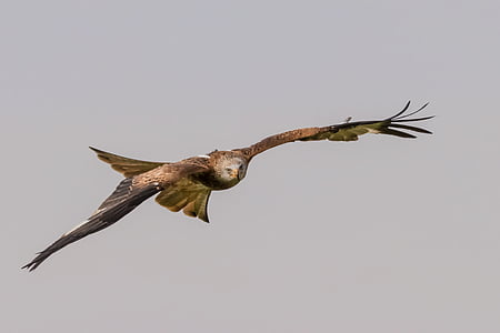 hawk flying under gray sky