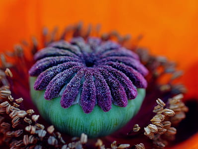 shallow focus photography of purple, teal, and gray flower