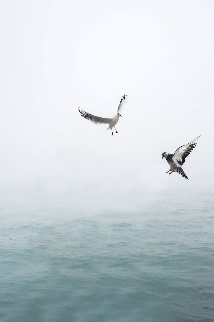 two grey pigeons above body of water during daytime