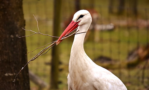 selective focus photo of white duck with branches on it's beak