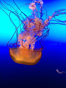 orange and blue jellyfish