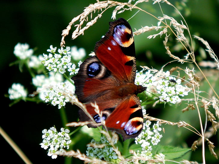 Aglais io butterfly perching on white petaled flowers