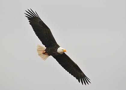 flight of bald eagle