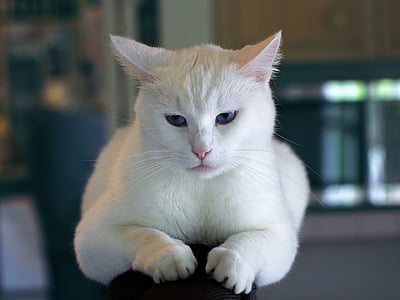 shallow focus photography of short-coated white cat