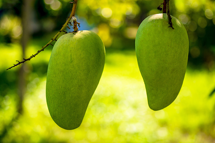 two unriped mangoes in closeup shot