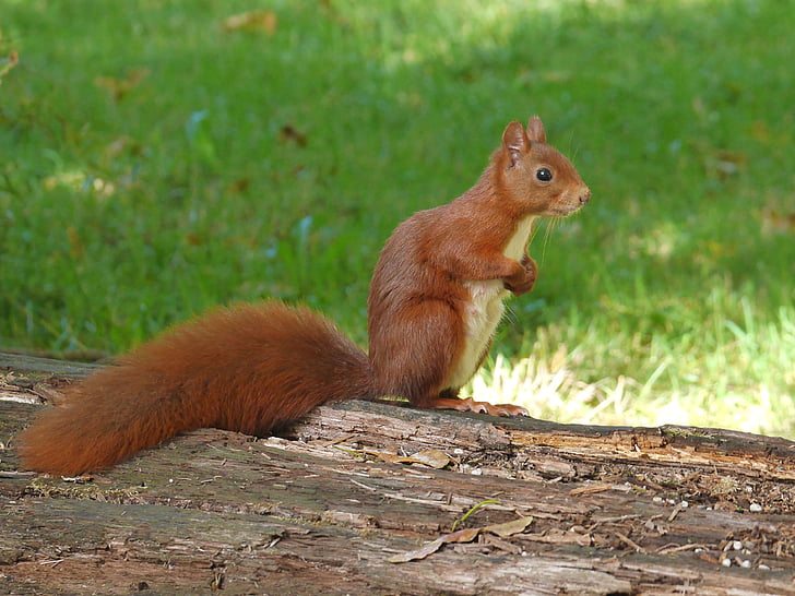 brown squirrel standing on tree bark