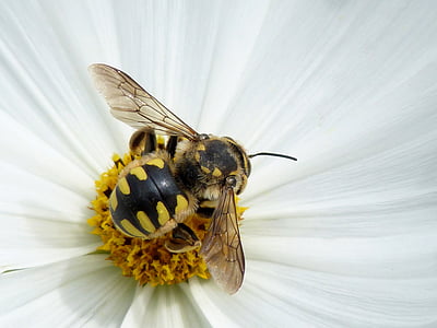 tilt shift lens photography of bee on white flower