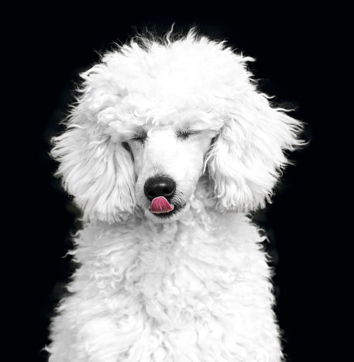 adult white poodle