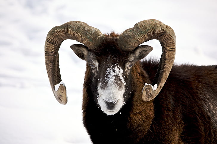 brown and black mountain goat