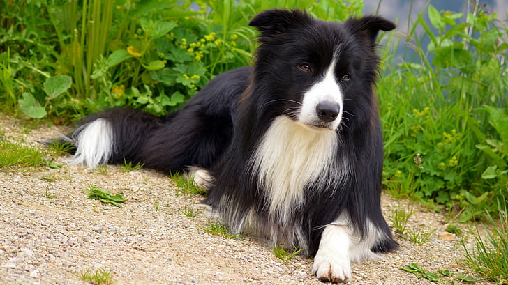adult black and white border collie resting on sand
