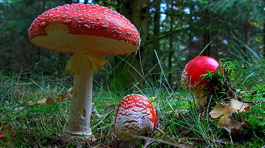 three red fungus surrounded with green grasses at daytime