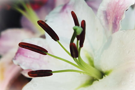 macro photography of white and pink lily flower
