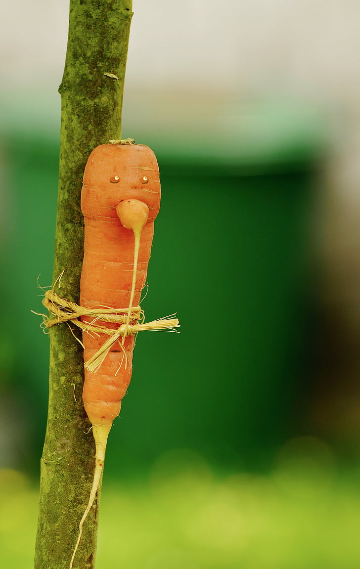 carrot tied on tree branch