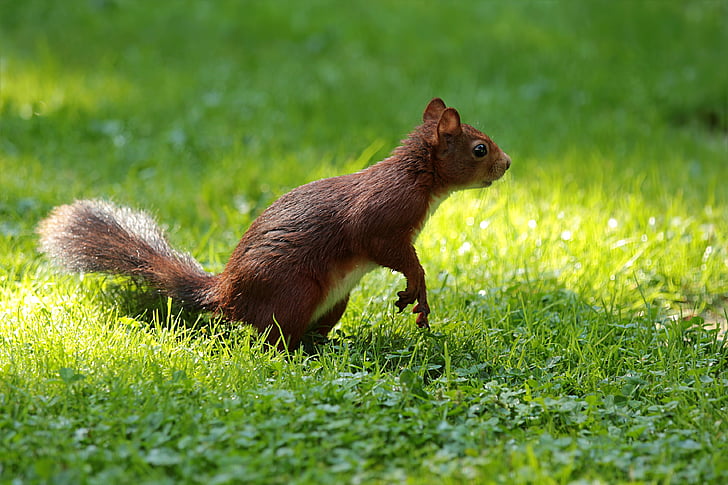 shallow focus photography of brown squirrel