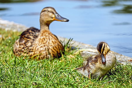 two brown duck and duckling near body of water during daytime