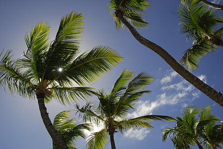 green palm trees
