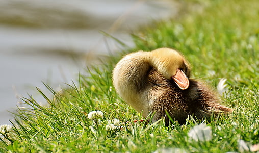 brown duck on green grass field