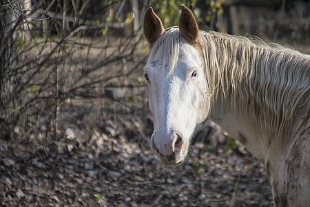 white horse photo