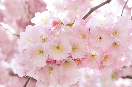 shallow focus photography of pink cherry blossom