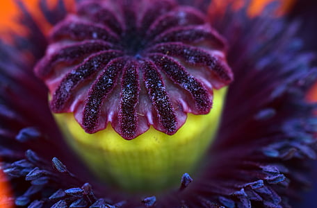 close-up photo of purple petaled flower