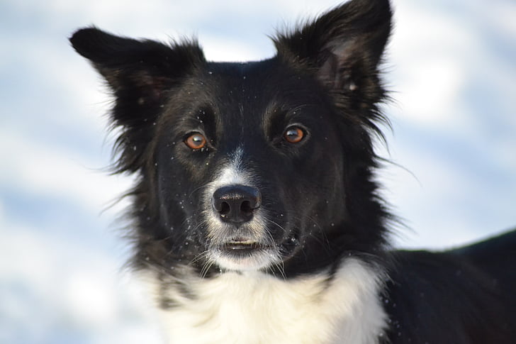 adult black and white border collie on snow