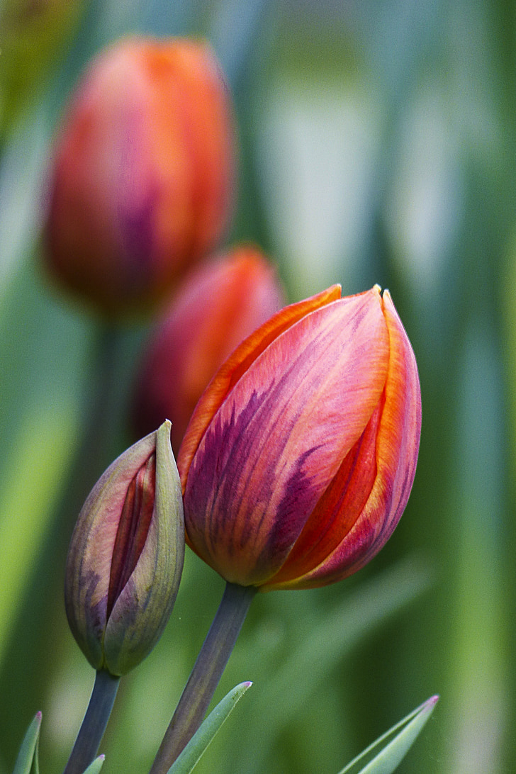selective focus photography of tulip flowers