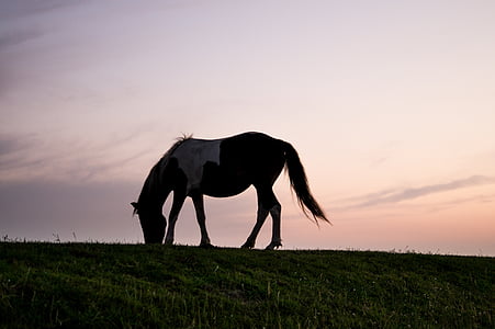 silhouette of horse razing on grass