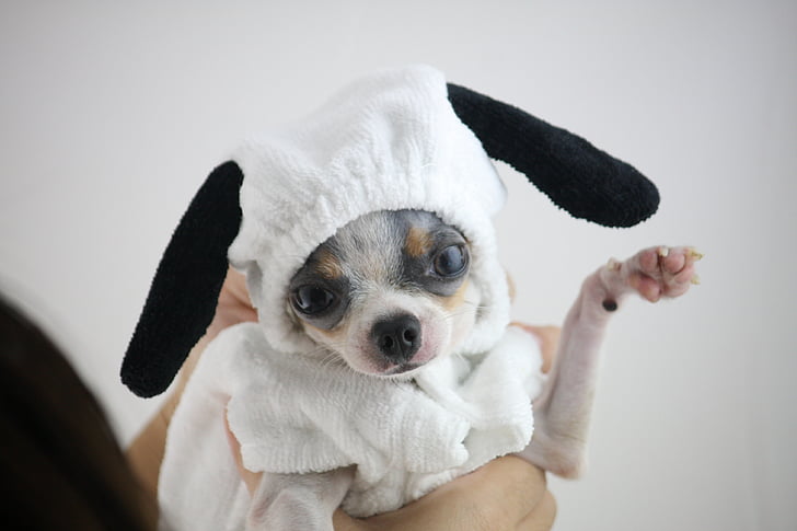 white and brown Chihuahua puppy wearing white costume