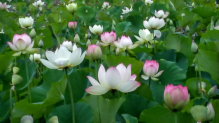 pink and white lotus flowers during daytime