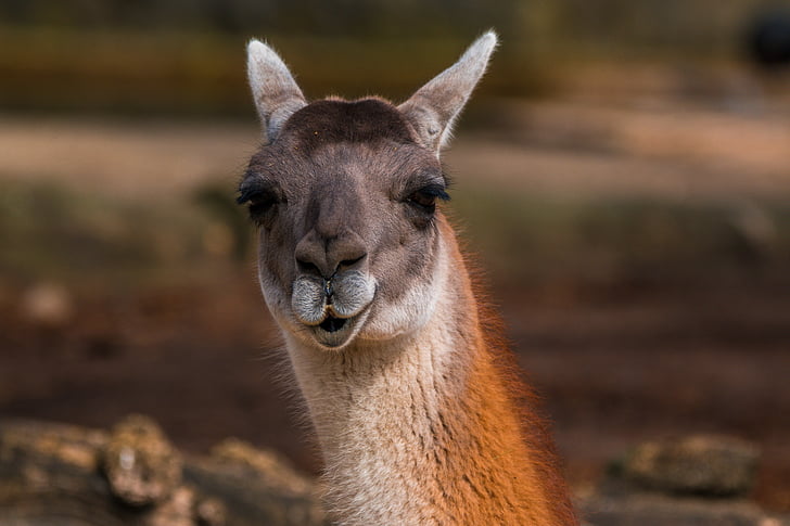 shallow focus photography of brown llama