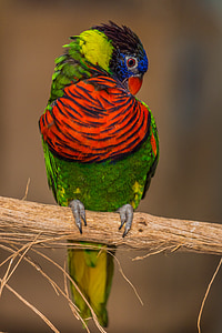 macro photography of a green, red, yellow, black, and blue bird