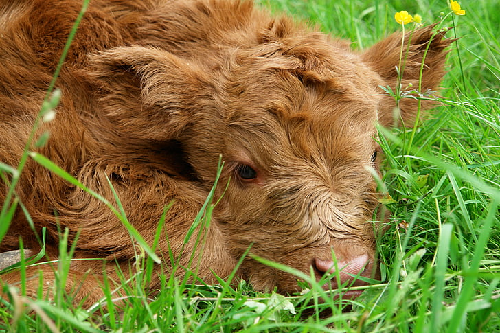 brown calf lying on the green grass field