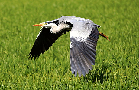 bird flying through green grasses
