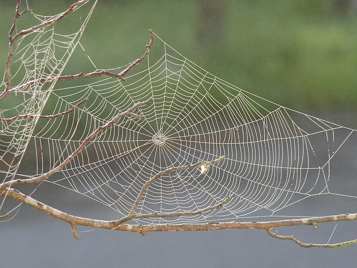 macro photography of spiderweb