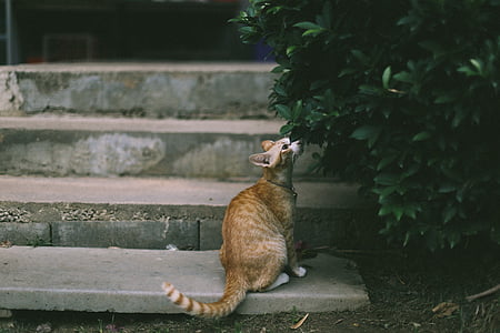orange tabby cat on gray stairs