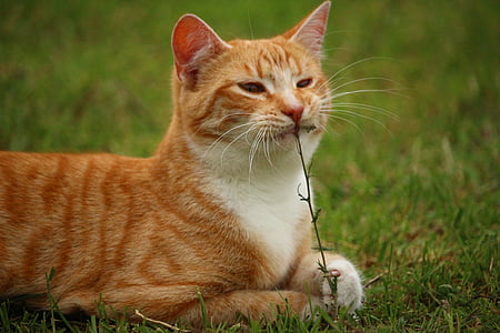 shallow focus photography of orange tabby cat eating piece of grass